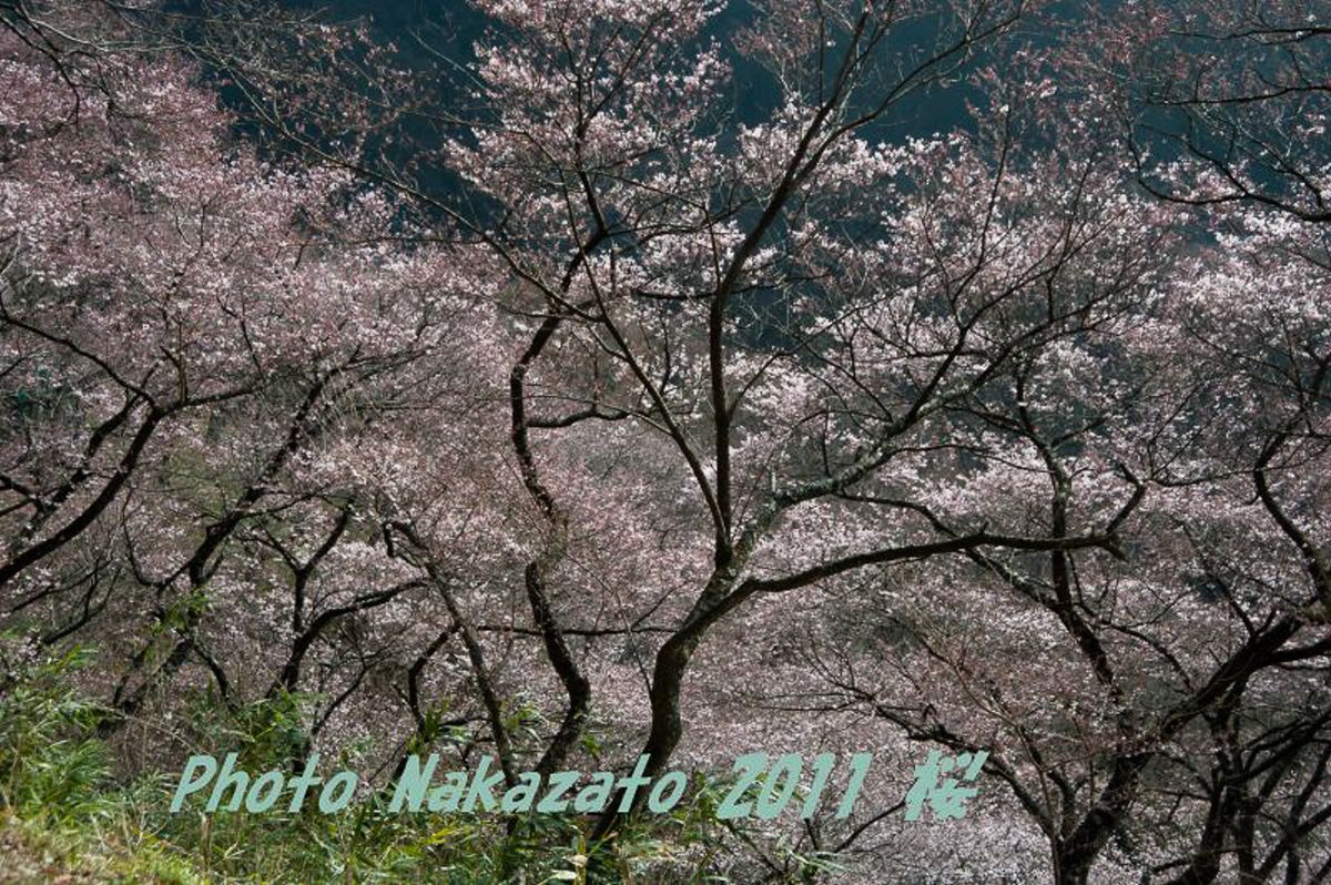 高遠の桜